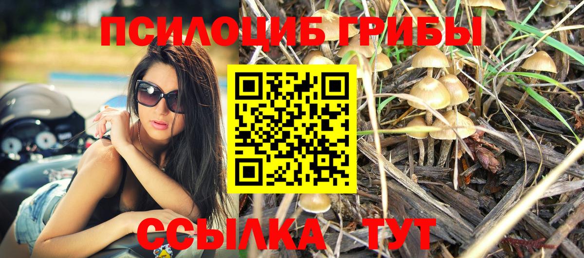 Псилоцибиновые грибы Psilocybe  Вход с VPN  Партизанск 